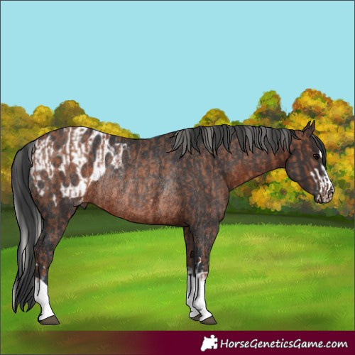 Horse Color:Silver Black Rabicano  and Brown Appaloosa Rabicano 