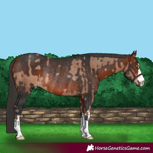 Horse Color:Sable Champagne Rabicano and Bay Rabicano
