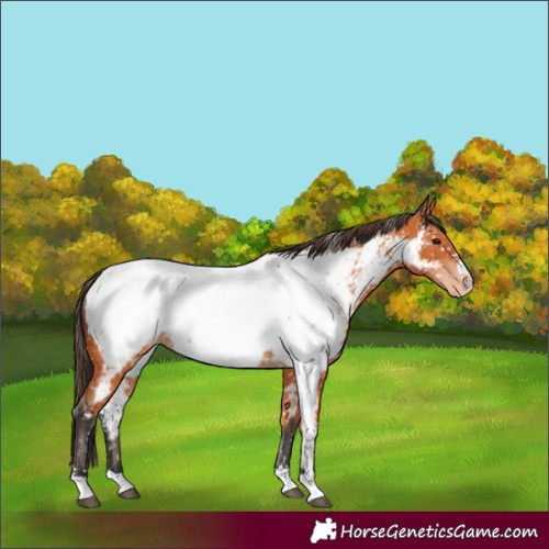 Horse Color:Bay Near Fewspot 
