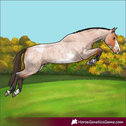 Horse Color:Unknown 
