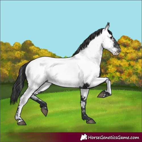 Horse Color:Black Near Fewspot 