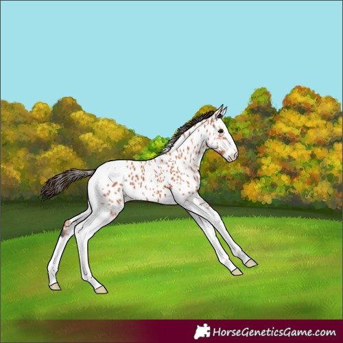 Horse Color:Bay Splash Tobiano Appaloosa