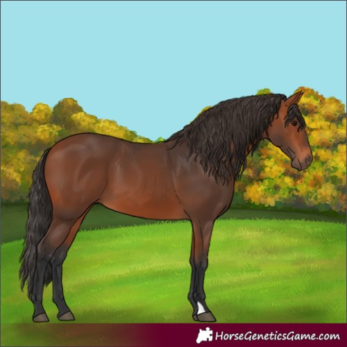 Horse Color:Bay 