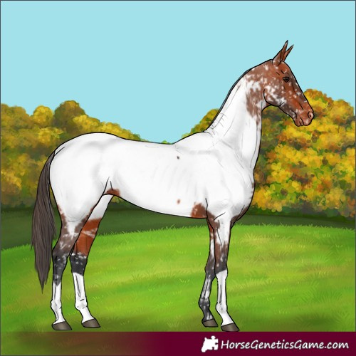 Horse Color:Bay Appaloosa