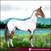 Horse Color:Bay Near Fewspot