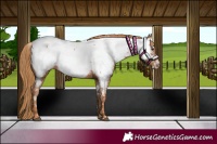 Horse Color:Chestnut Appaloosa