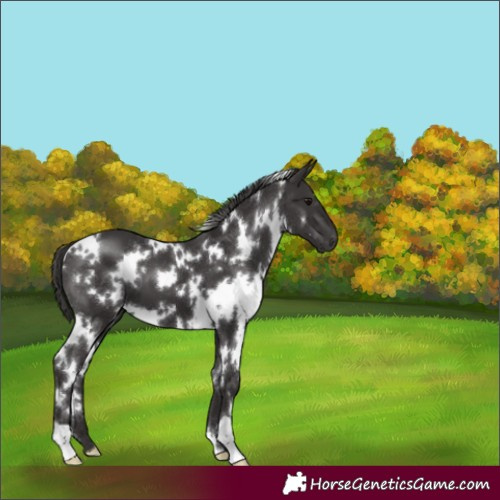 Horse Color:White Spotted Smoky Black