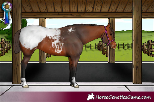Horse Color:Bay Appaloosa