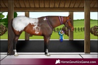 Horse Color:Bay Snowcap 