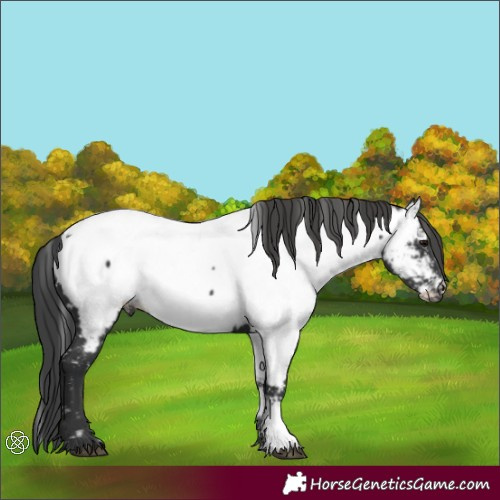 Horse Color:Black Appaloosa