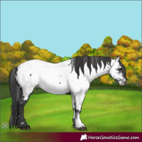Horse Color:Black Near Fewspot 