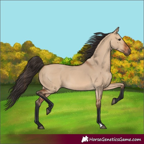 Horse Color:Bay Dun