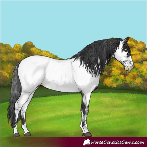 Horse Color:Black Appaloosa 
