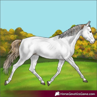 Horse Color:Chestnut Fewspot 