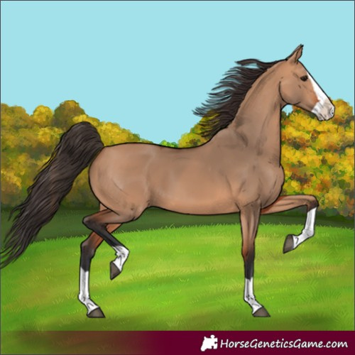Horse Color:Bay Dun Splash