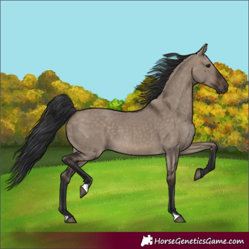 Horse Color:Brown Dun 
