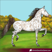 Horse Color:Bay Dun Near Leopard