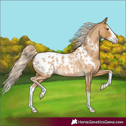 Horse Color:Palomino Roan Splash Appaloosa
