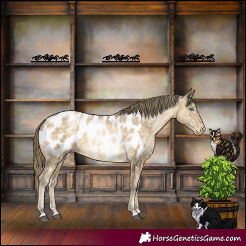 Horse Color:Buckskin Mushroom Appaloosa Rabicano 
