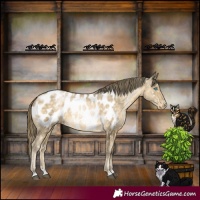 Horse Color:Buckskin Mushroom Appaloosa Rabicano