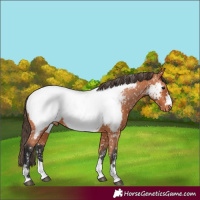 Horse Color:Bay Appaloosa