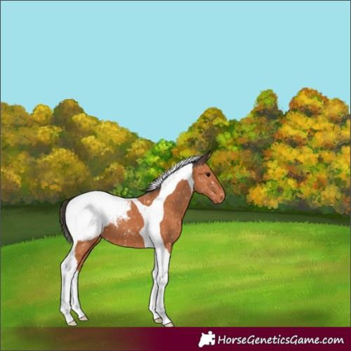 Horse Color:Bay Tobiano Appaloosa