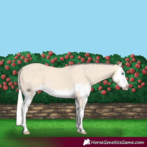 Horse Color:Cremello Splash and Cremello Splash