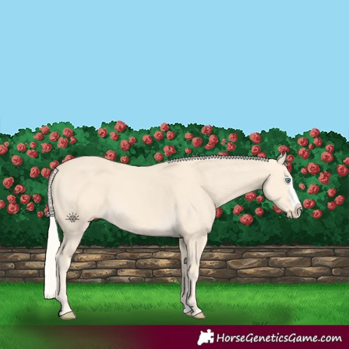 Horse Color:Cremello Splash  and Cremello Splash Rabicano 