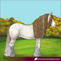 Horse Color:Buckskin Roan Dun Splash Appaloosa 