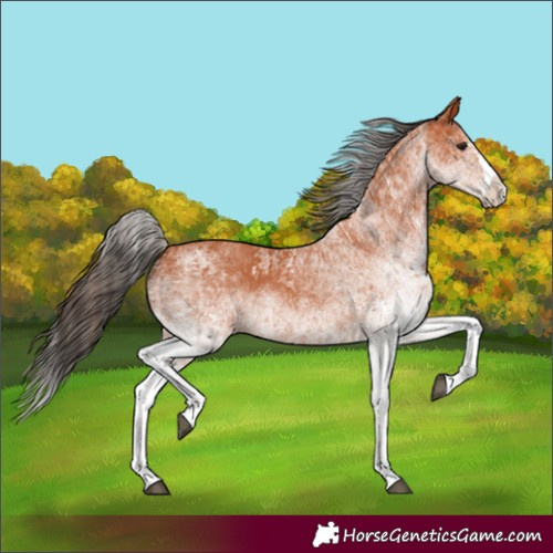 Horse Color:White Spotted Bay Splash  and White Spotted Bay Splash 