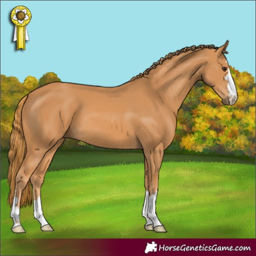 Horse Color:Chestnut 