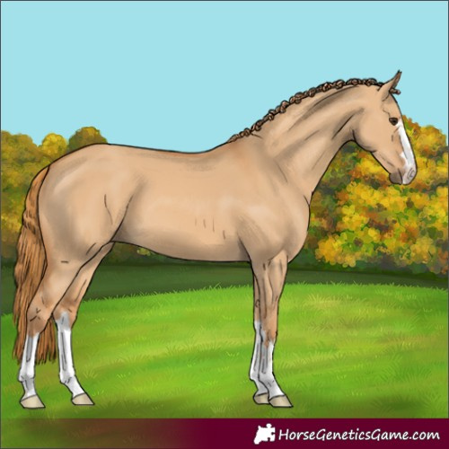 Horse Color:Red Dun