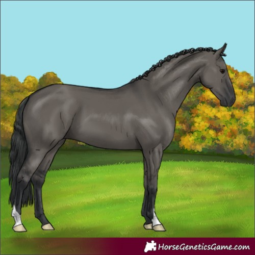 Horse Color:Grullo