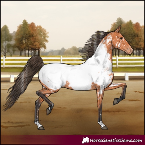 Horse Color:Bay Appaloosa 