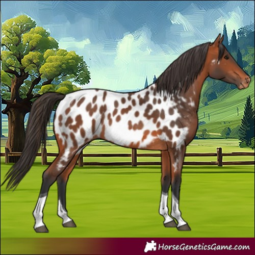 Horse Color:Bay Tobiano Appaloosa Rabicano 