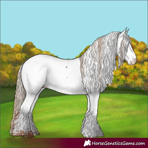 Horse Color:Chestnut Appaloosa 