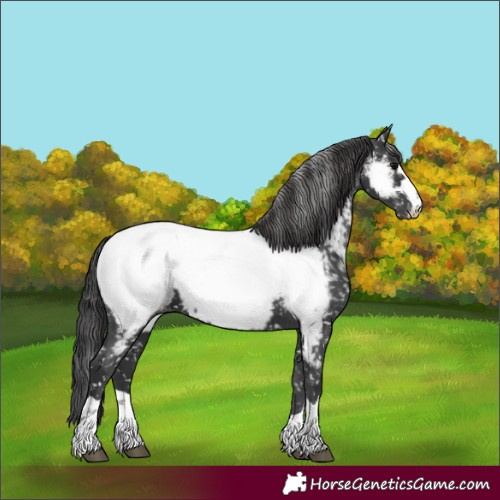 Horse Color:Black Appaloosa