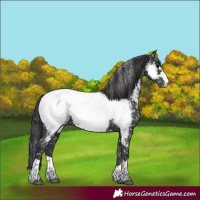 Horse Color:Black Appaloosa