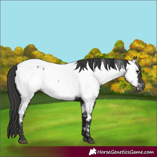 Horse Color:Black Appaloosa
