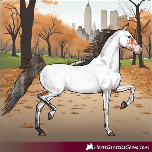Horse Color:Bay Appaloosa