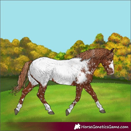 Horse Color:Chestnut Near Fewspot 