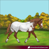 Horse Color:Chestnut Appaloosa