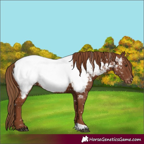 Horse Color:Chestnut Appaloosa 