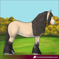 Horse Color:Buckskin Splash 