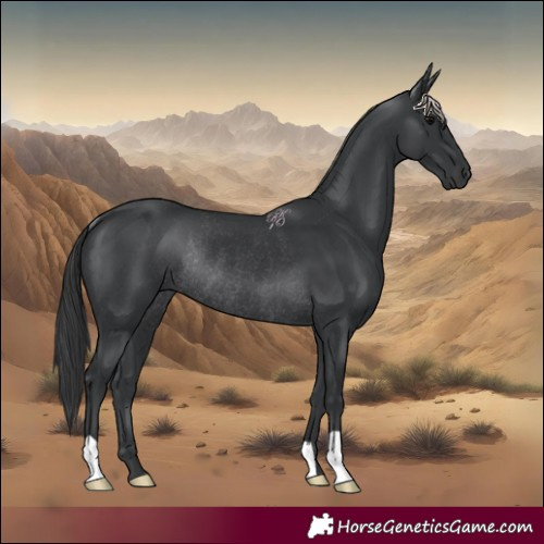 Horse Color:Black Rabicano 