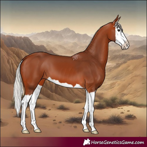 Horse Color:Silver Bay Splash 