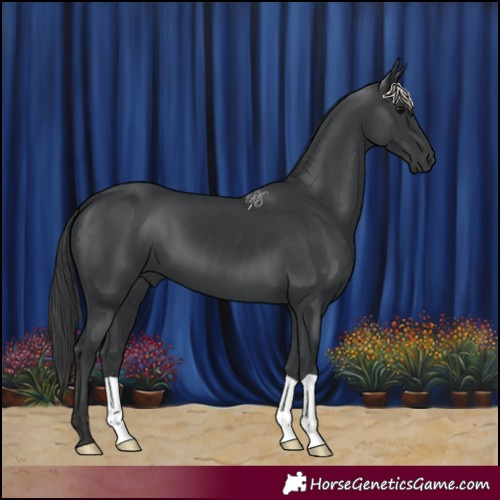 Horse Color:Black 