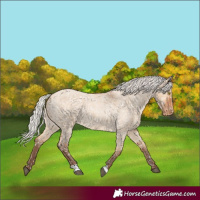 Horse Color:Silver Bay Roan Dun Appaloosa Rabicano 