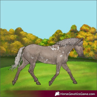 Horse Color:White Spotted Chocolate Silver Grullo Rabicano