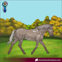 Horse Color:White Spotted Chocolate Silver Grullo Rabicano 